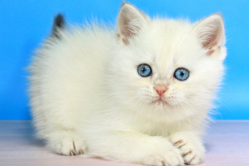 Quest British Shorthair male blue golden shaded pointed - live animals