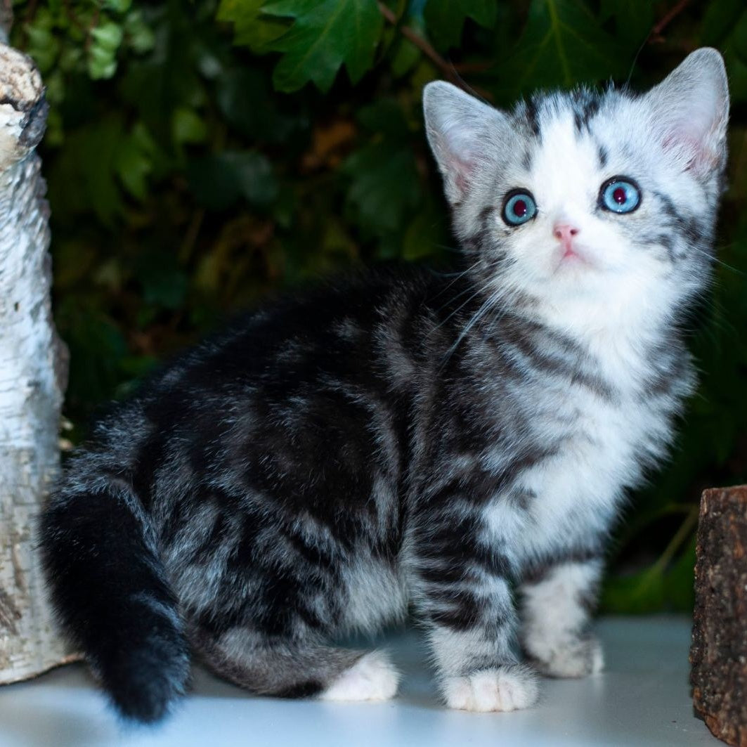 Yarilo British Shorthair male, black silver tabby
