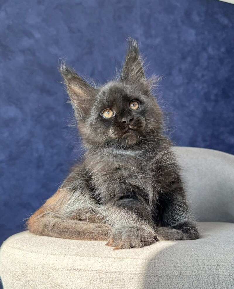 Azari Maine Coon female black silver with white - live animals