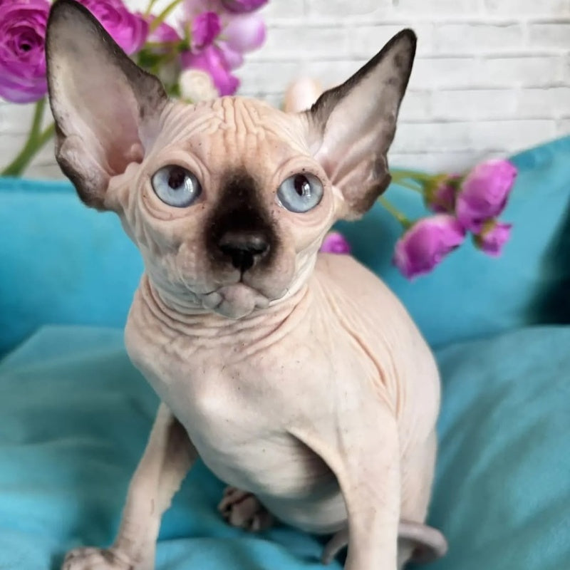 Bahia Canadian Sphynx female, black pointed