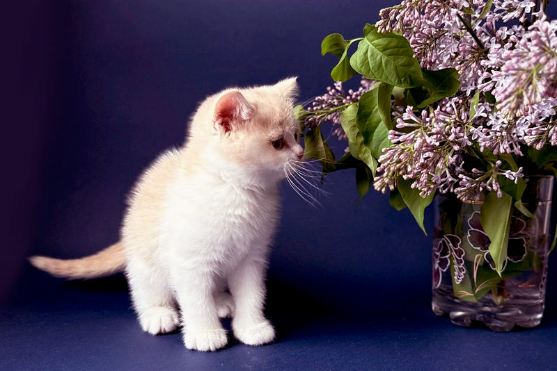 Luigi British Shorthair male, cream bicolour