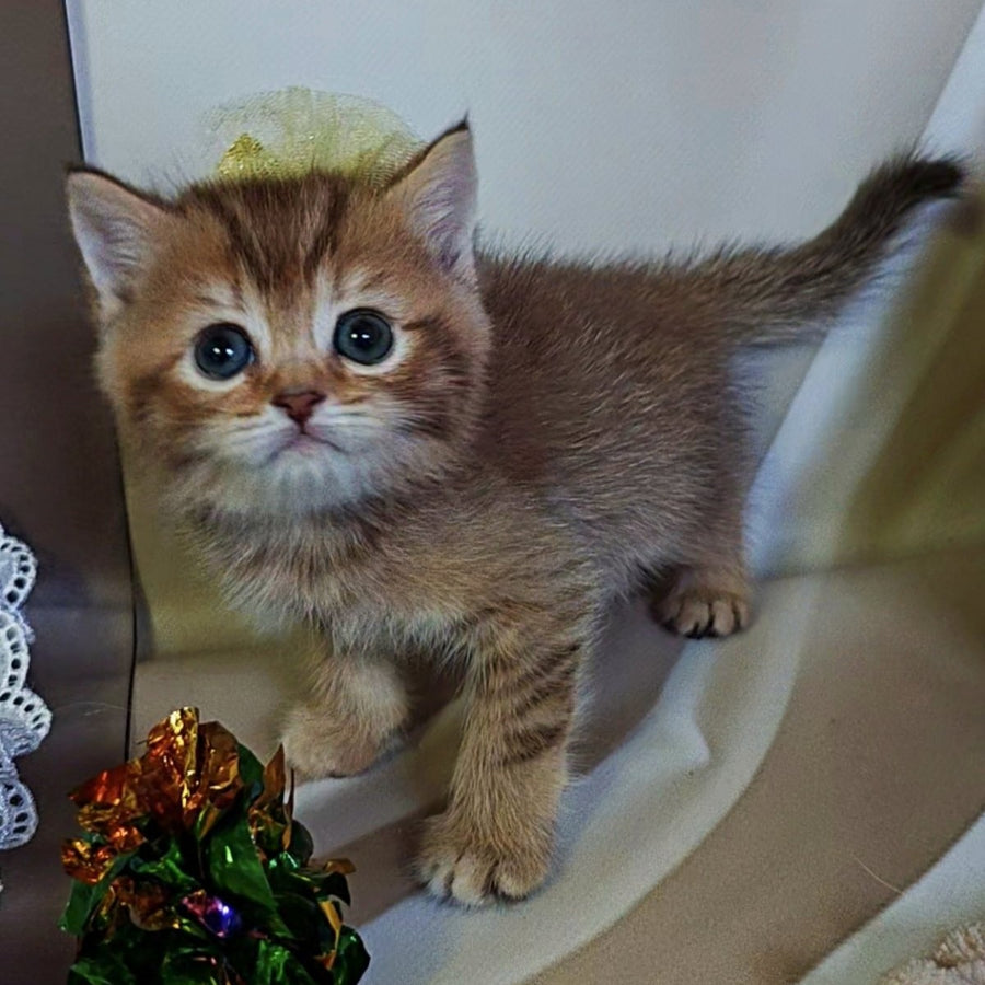 Thais British Shorthair male, chocolate tortie ticked tabby