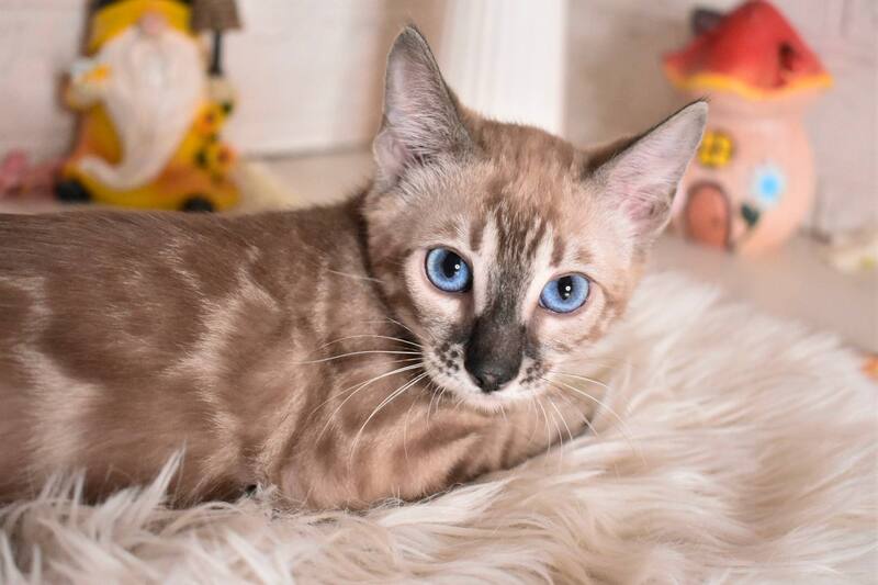 Chuma Bengal female snow mink charcoal - live animals