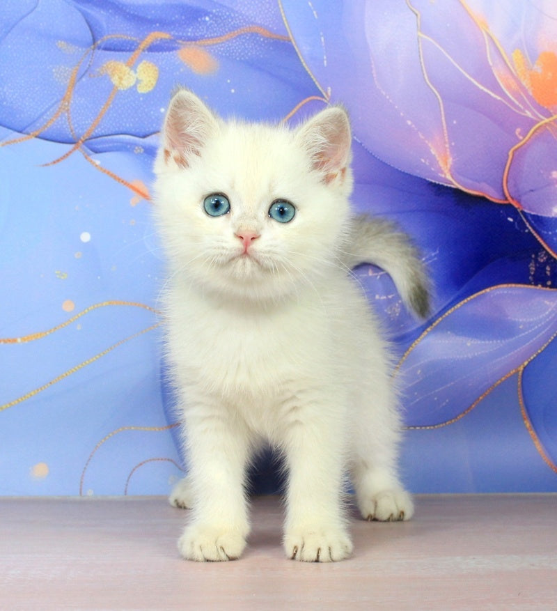 Quest British Shorthair male blue golden shaded pointed - live animals
