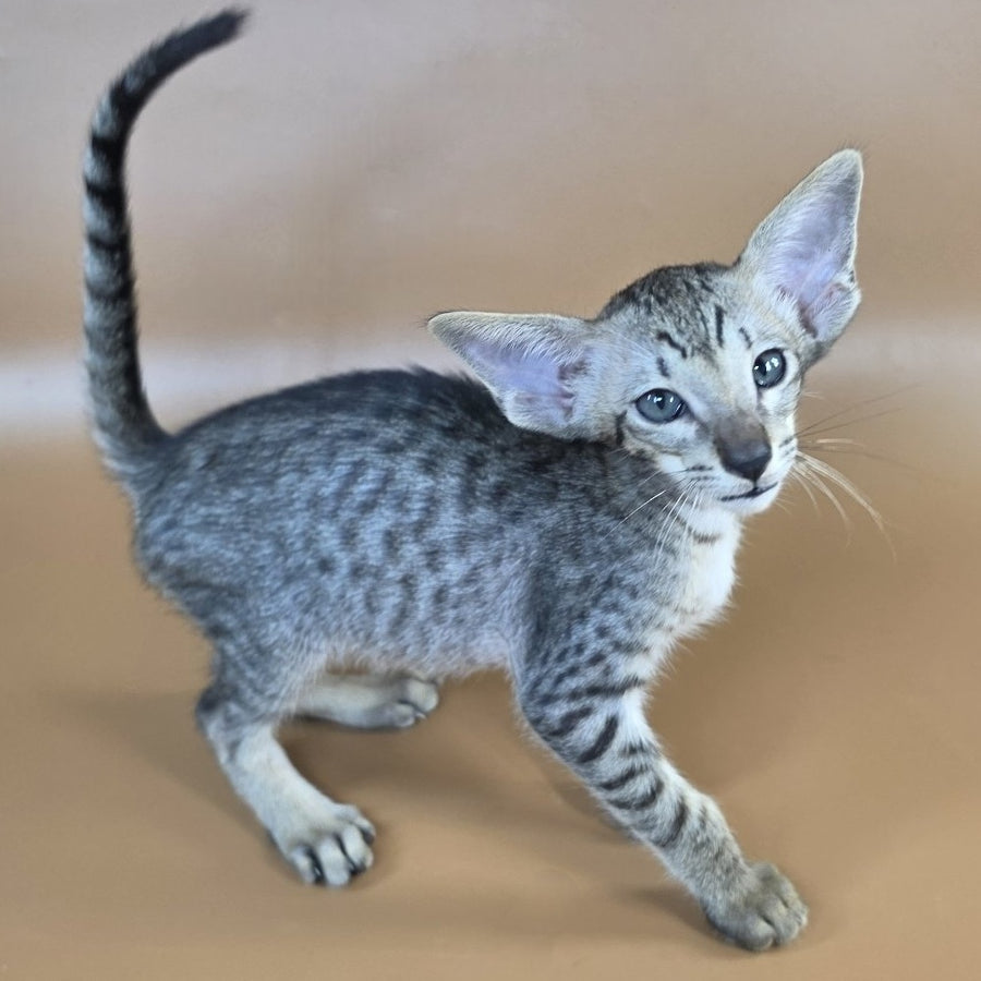 Yorick Oriental Shorthair male, black spotted tabby