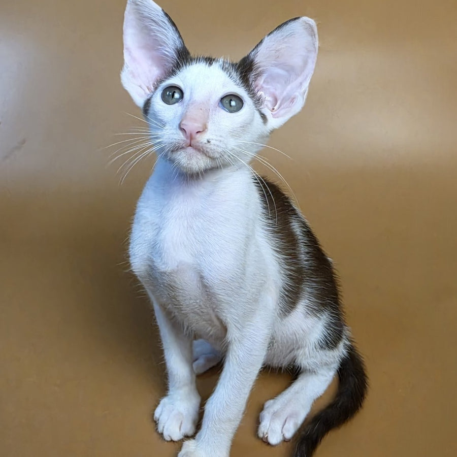 Akira Oriental Shorthair female, chocolate bicolour