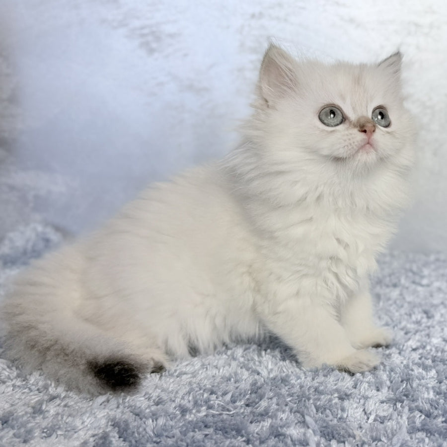Josefina Scottish Straight female, black golden shaded pointed