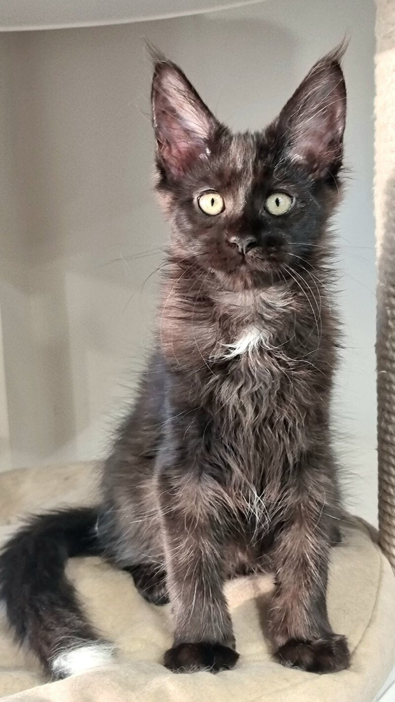 Debora Maine Coon female black with white - live animals