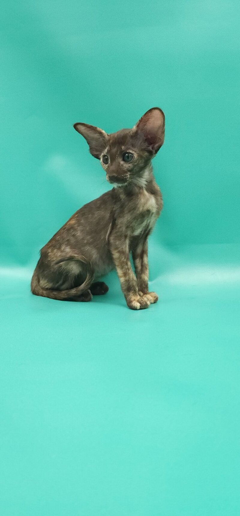 Sayuri Oriental Shorthair female, chocolate tortie