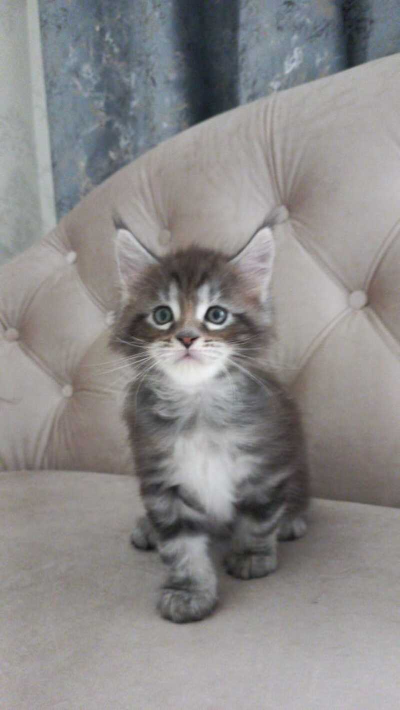 Nike Maine Coon male, black tabby
