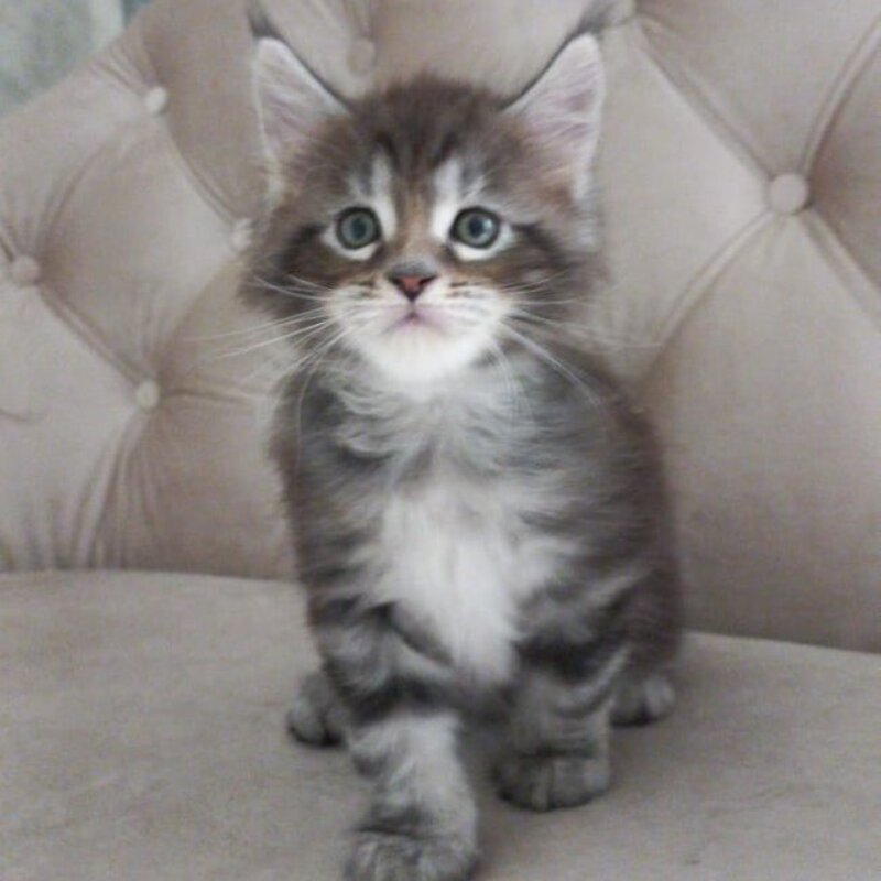 Nike Maine Coon male, black tabby