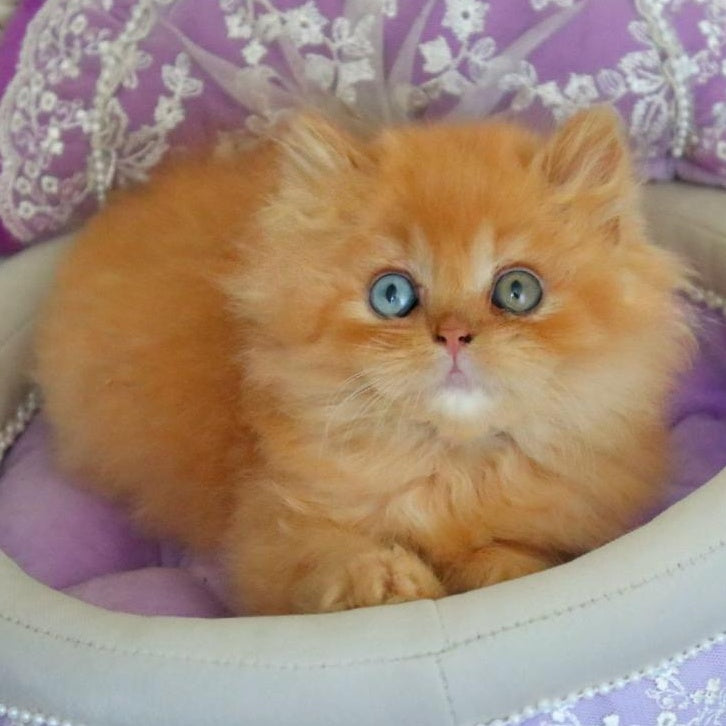 Meir British Longhair male, red