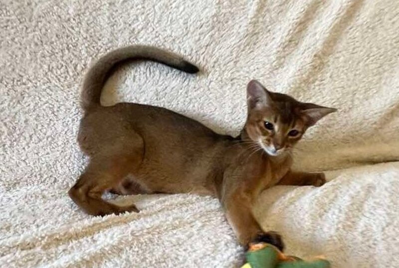 Boomer Abyssinian male, black