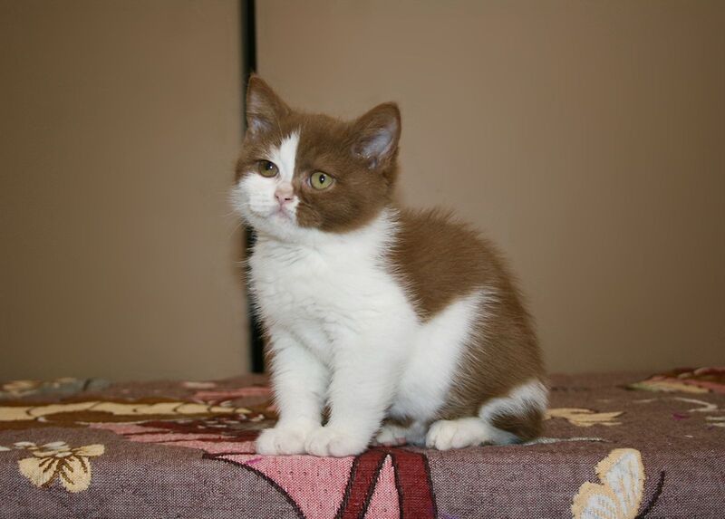 Jasper British Shorthair male, cinnamon bicolour