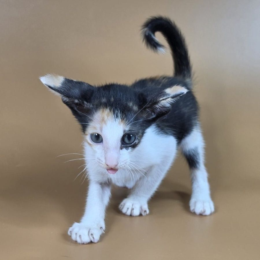 Dessert Rose Oriental Shorthair female, black tortie bicolour