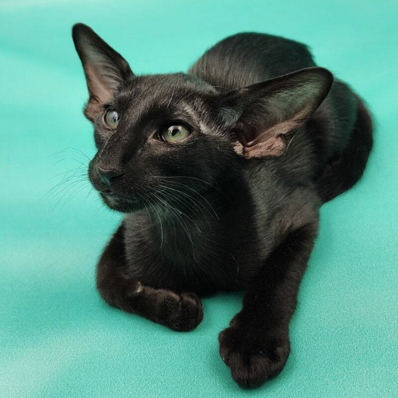 Ramses Oriental Shorthair male, black