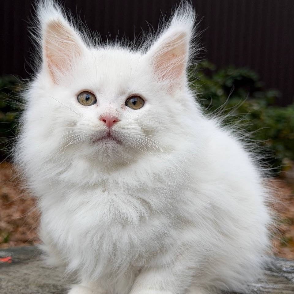Marishka Maine Coon female, white