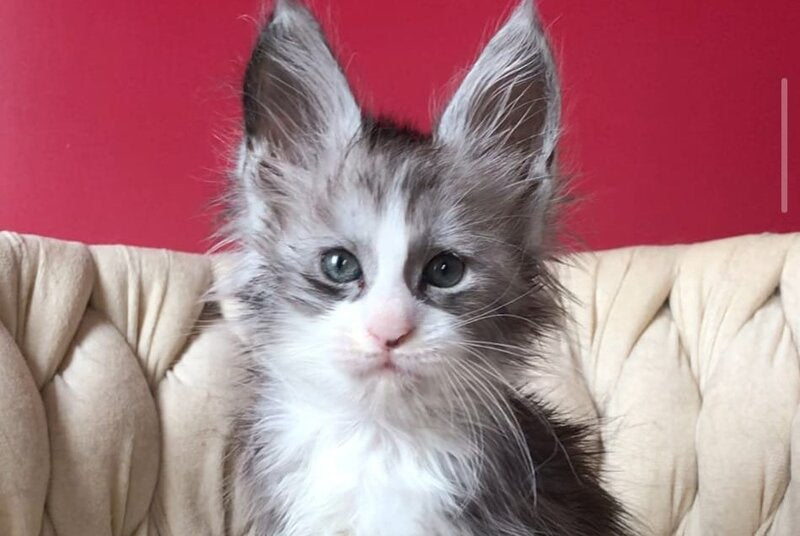 Yan Maine Coon male black silver bicolour - live animals