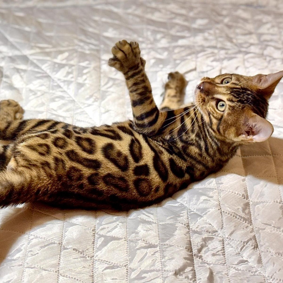 Kent Bengal male, black spotted tabby