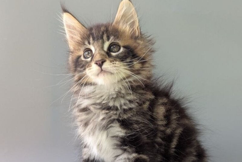 Harold Maine Coon male, black tabby