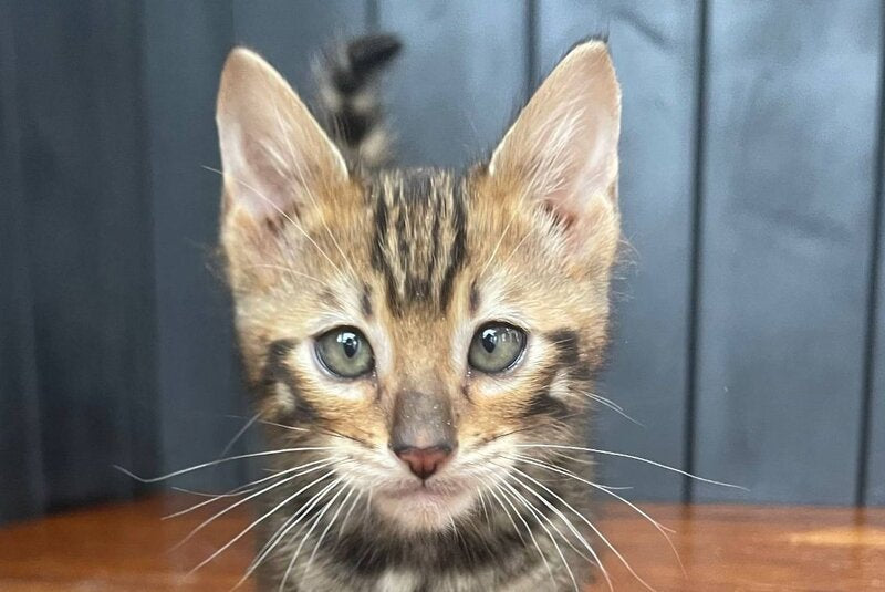 Available Toyger male black tabby - live animals