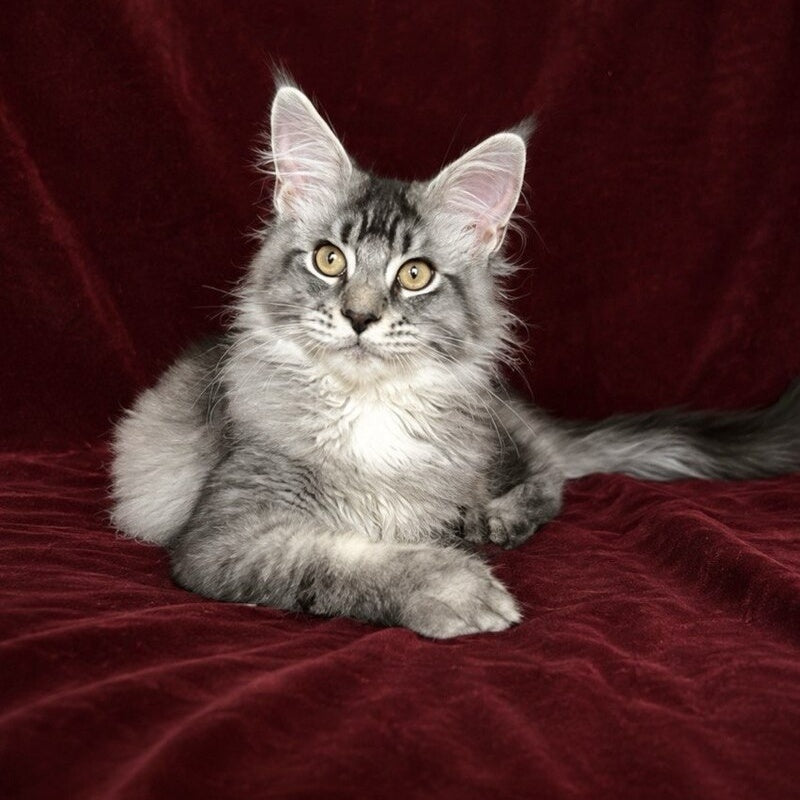 Hailen Maine Coon male, black silver ticked tabby