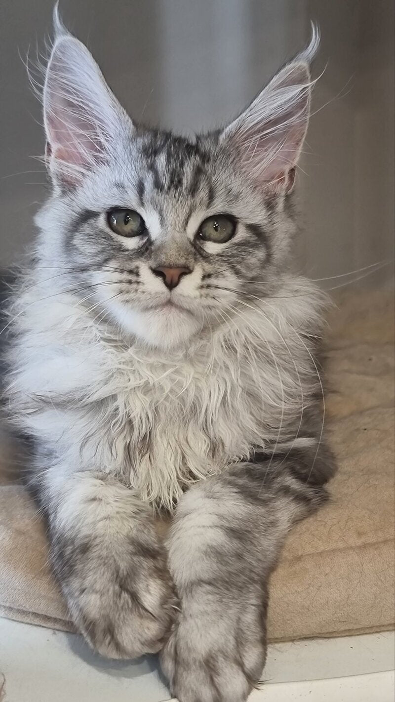 Dafna Maine Coon female black silver tabby - live animals