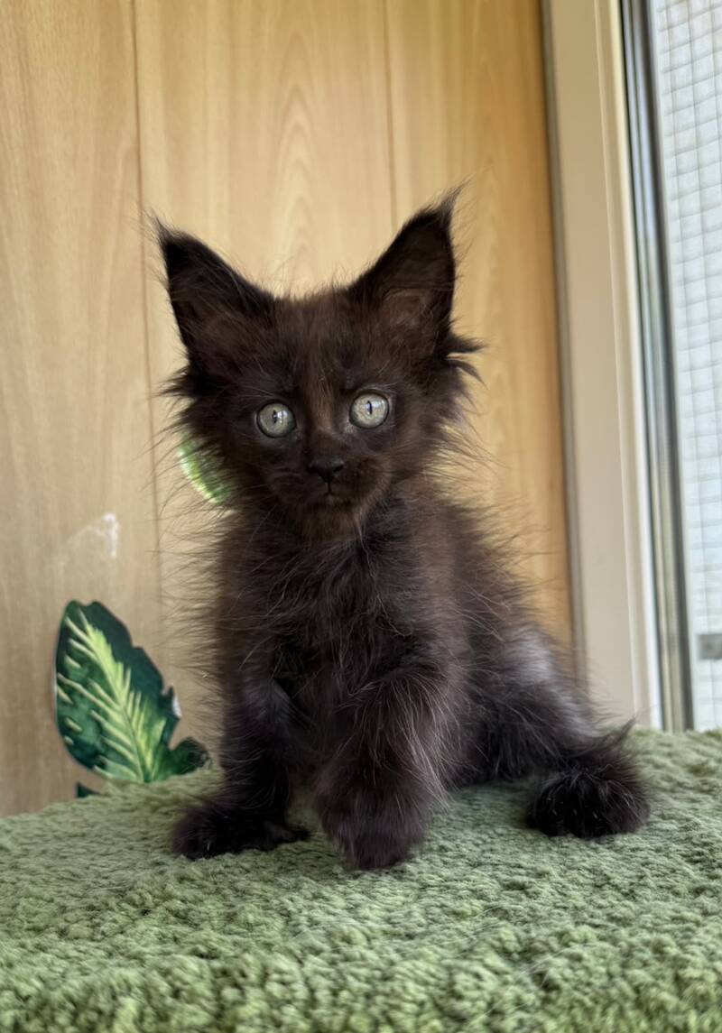 Aquarius Maine Coon polydactyl male, black silver