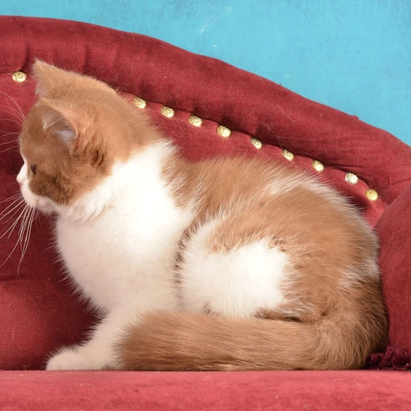Gerda British Shorthair female, cinnamon spotted tabby