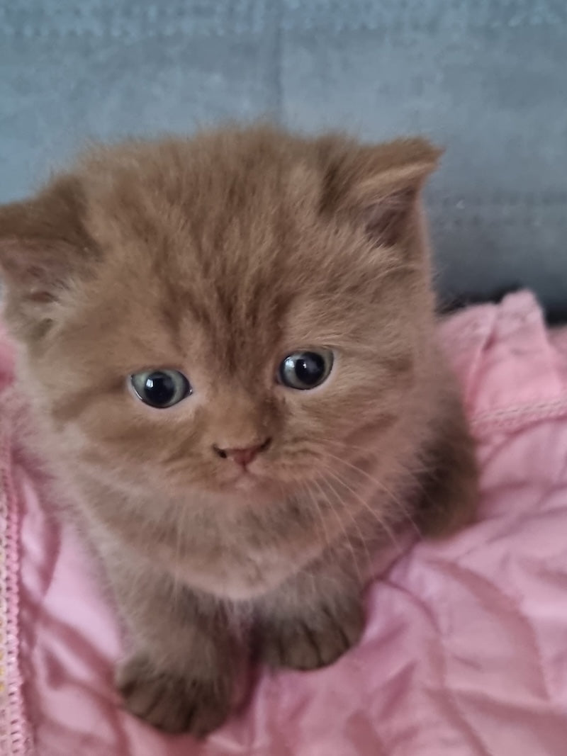 Wella Rose British Shorthair female сinnamon - live animals