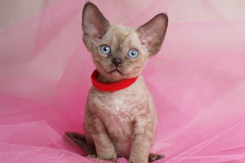 Naila Devon Rex female chocolate pointed - live animals