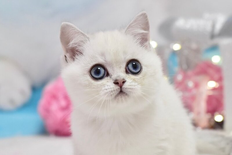 Dior British Shorthair male, black silver shaded pointed