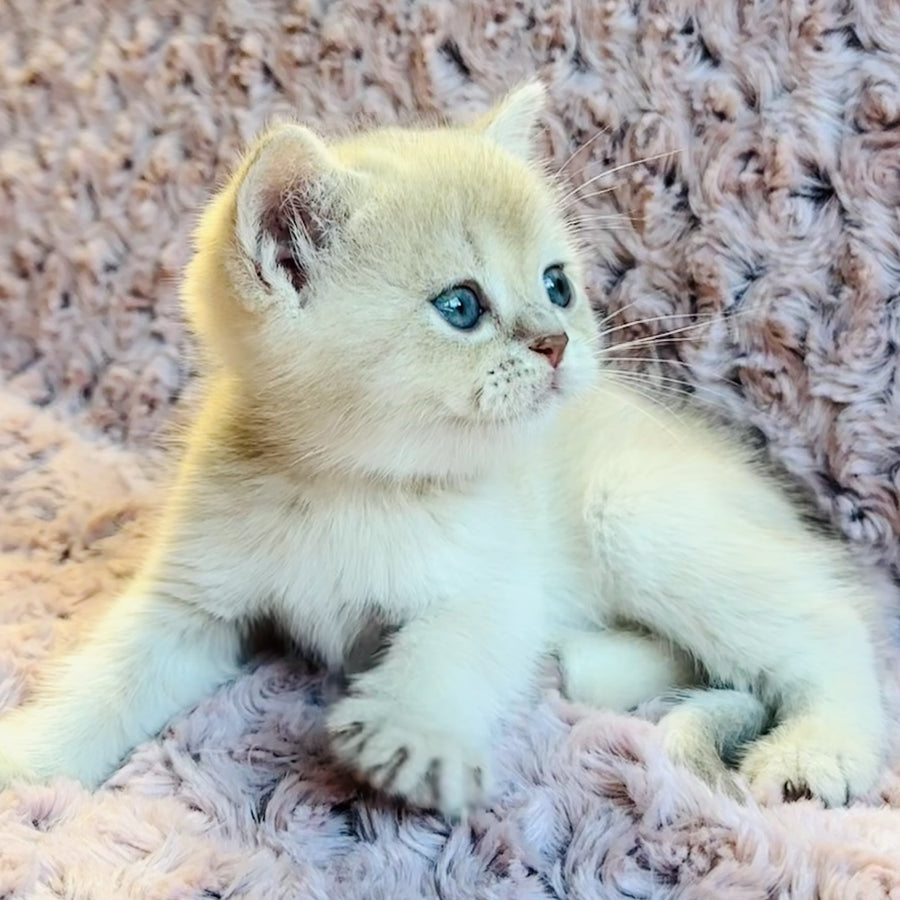 Galaxy Star British Shorthair male, lilac golden shaded