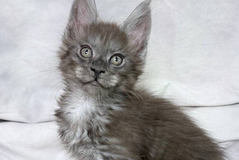 Ice Maine Coon polydactyl male, black silver with white