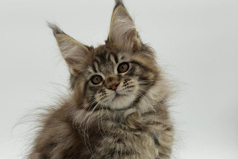 Katran Maine Coon male black tabby - live animals