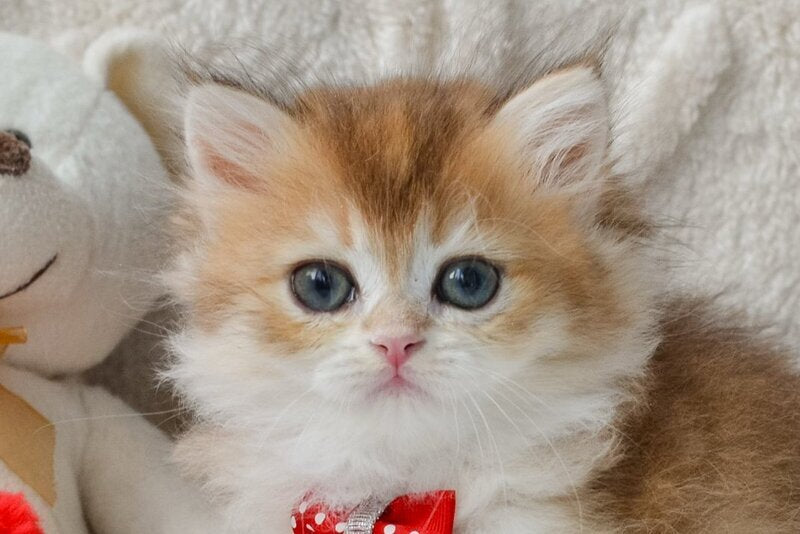 Nemo British Longhair male, black golden shaded