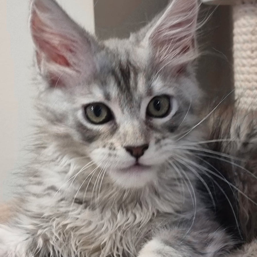 Elit Maine Coon male, black silver spotted tabby