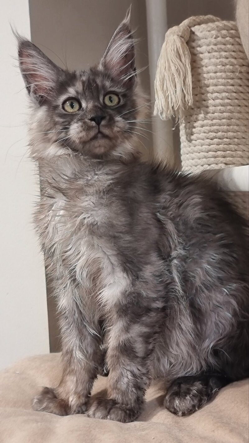 Cassia Maine Coon female black silver - live animals