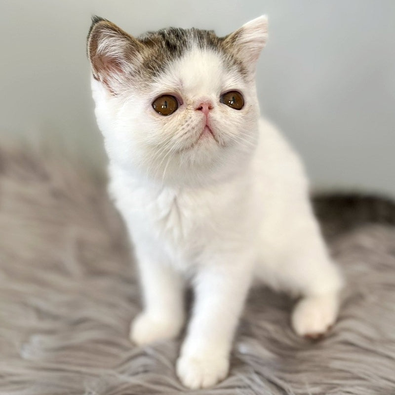 Amour Exotic female, black spotted tabby van