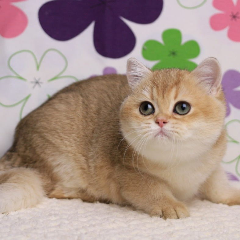 Taya British Shorthair female, black golden shaded