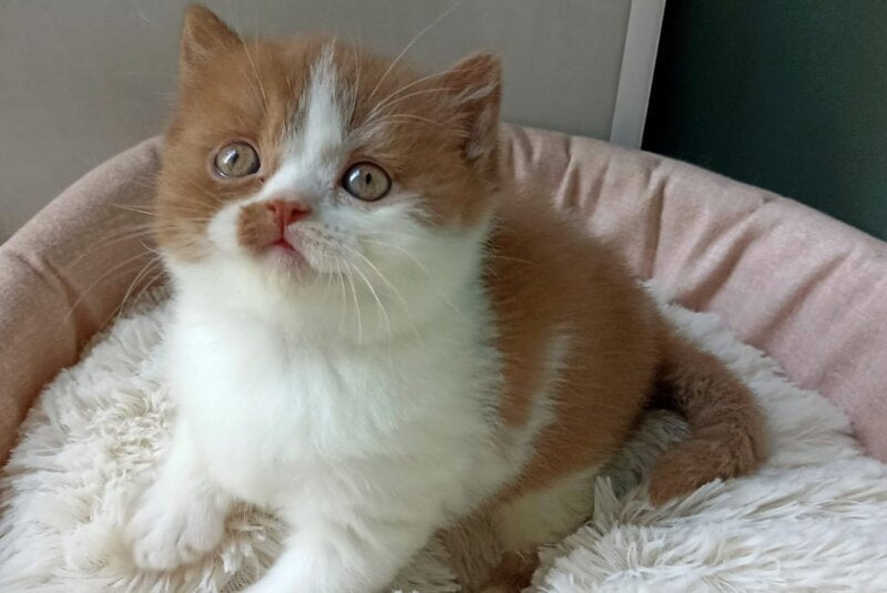Harley British Shorthair male, cinnamon bicolour