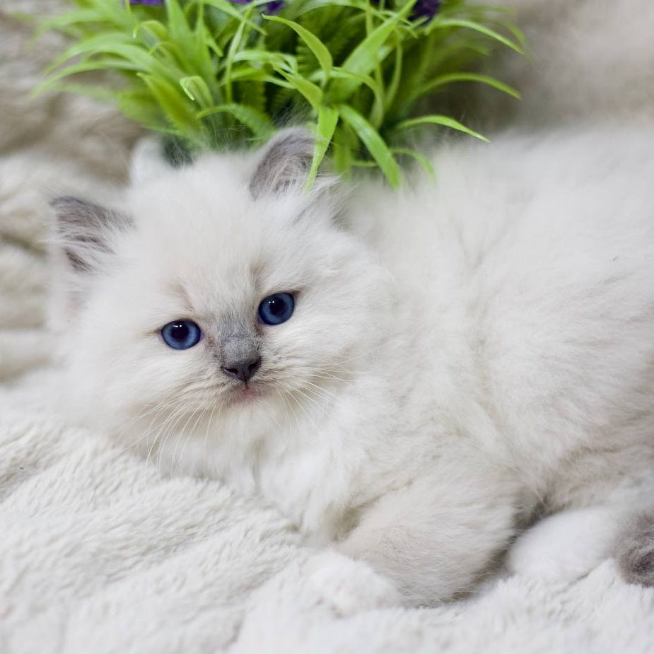 Rolex Ragdoll male, blue mitted