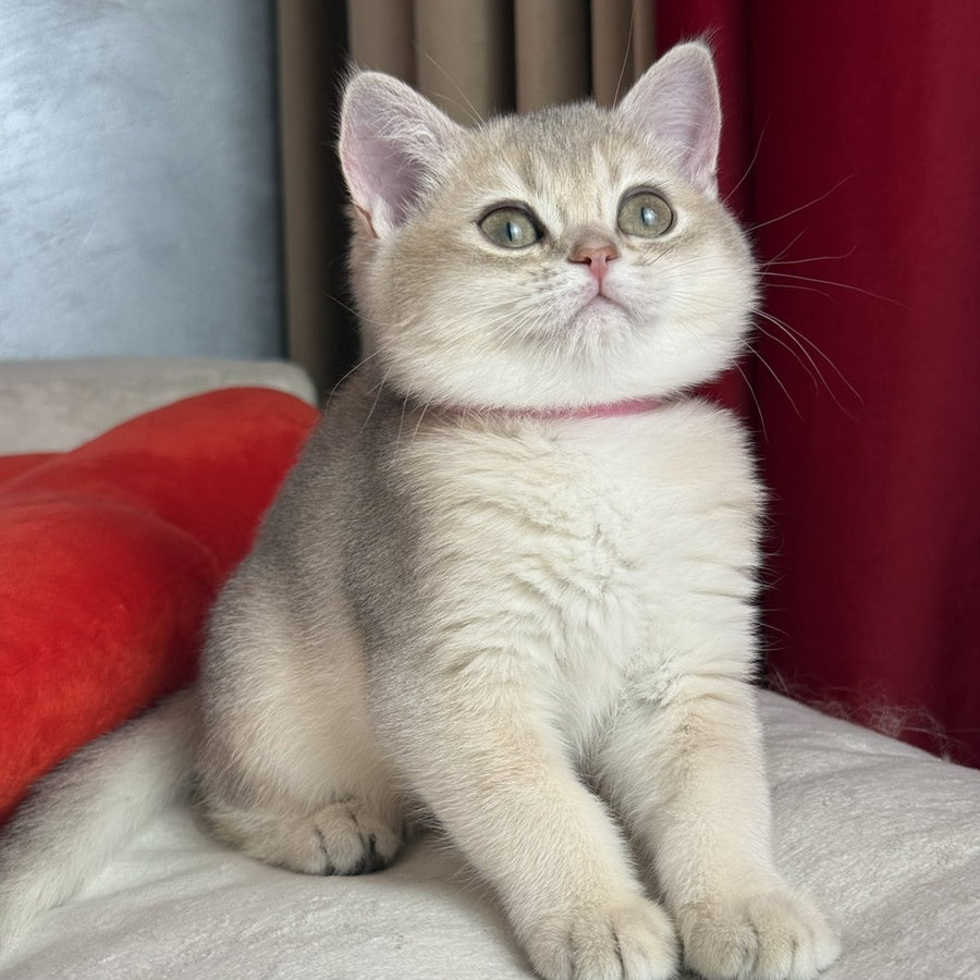 Elpati Scottish Straight female, blue golden shaded