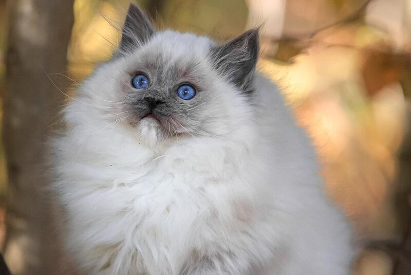 Nika Ragdoll female, blue mitted