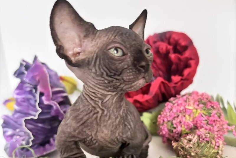 Bali Bambino male, black