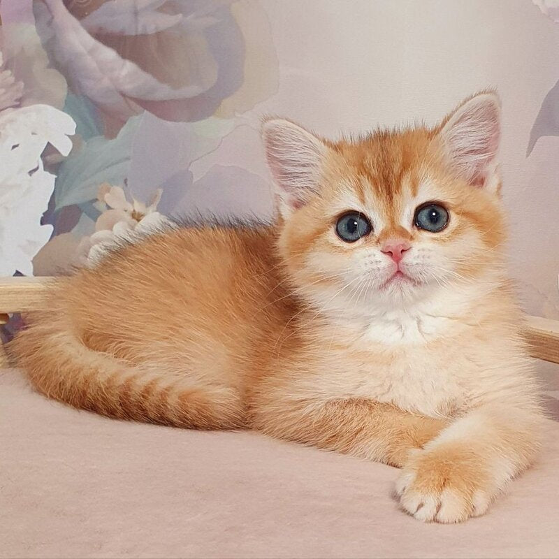 Tryufel'ka British Shorthair female, black golden chinchilla
