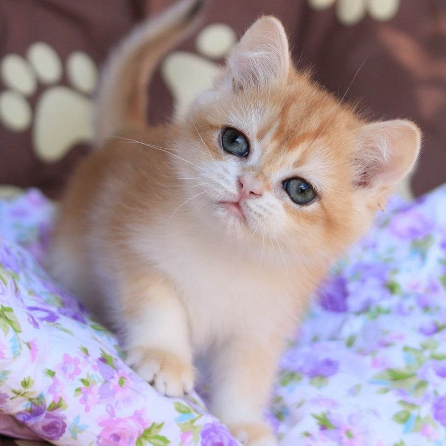 Qumquat British Shorthair male, black golden chinchilla