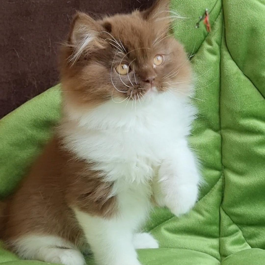 Emir British Longhair male, chocolate bicolour