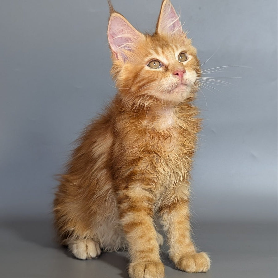 Lion Maine Coon male, red silver ticked tabby