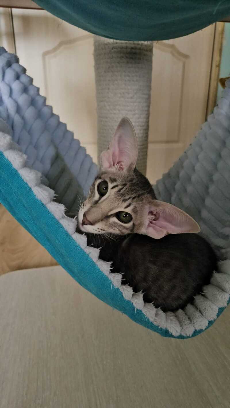 Richard Oriental Shorthair male blue spotted tabby - live animals